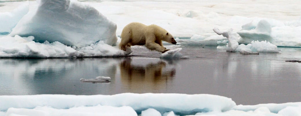 Norge svalbard mini polar bear sejltur