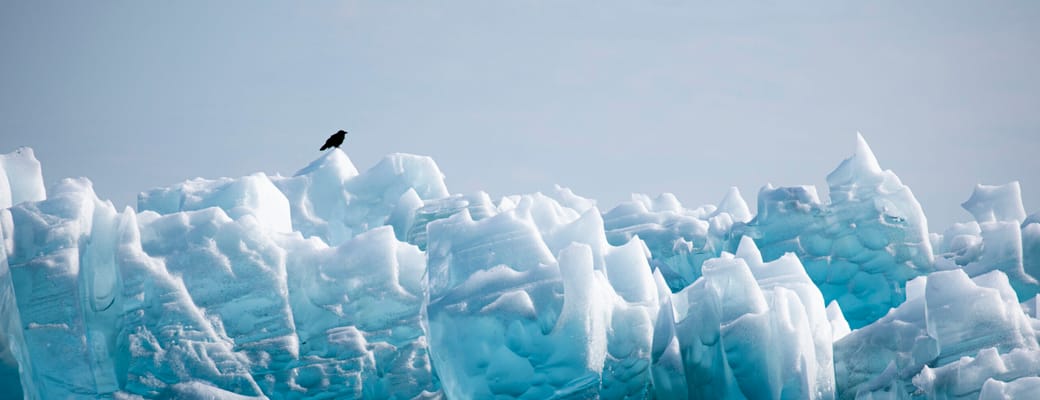 Gr&oslash;nland narsaq ravn toppen foto aningaaq carlsen greenland p&aring;