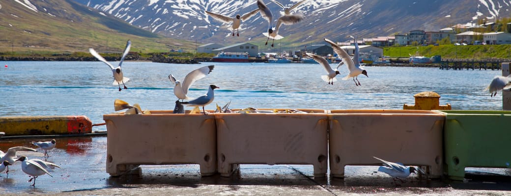 Island siglufjordur maager ved havnen istock scaled