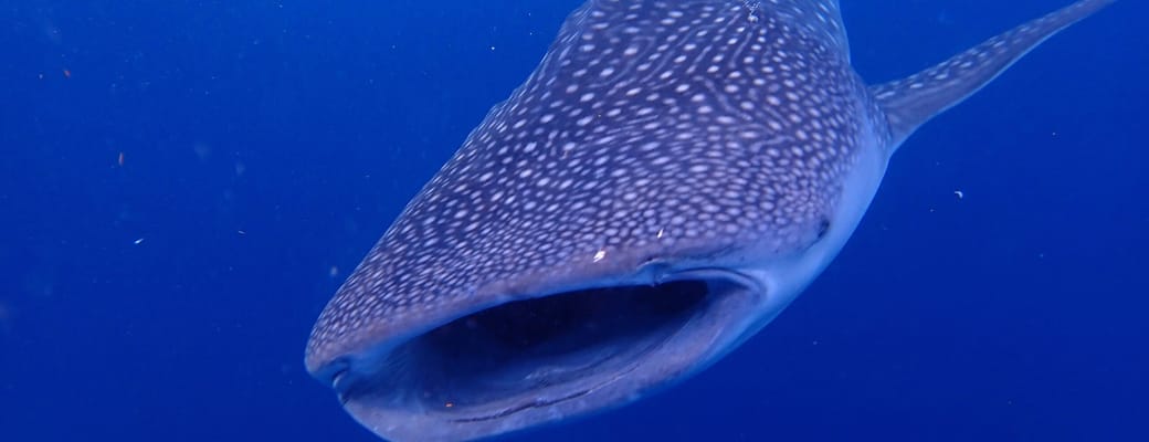 indonesia sea trek whale shark scaled