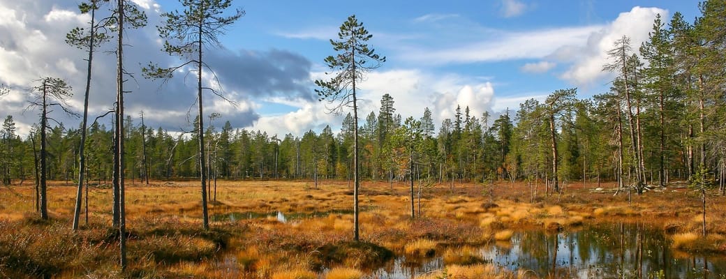 finland Lapland wilderness hotels autumn skov