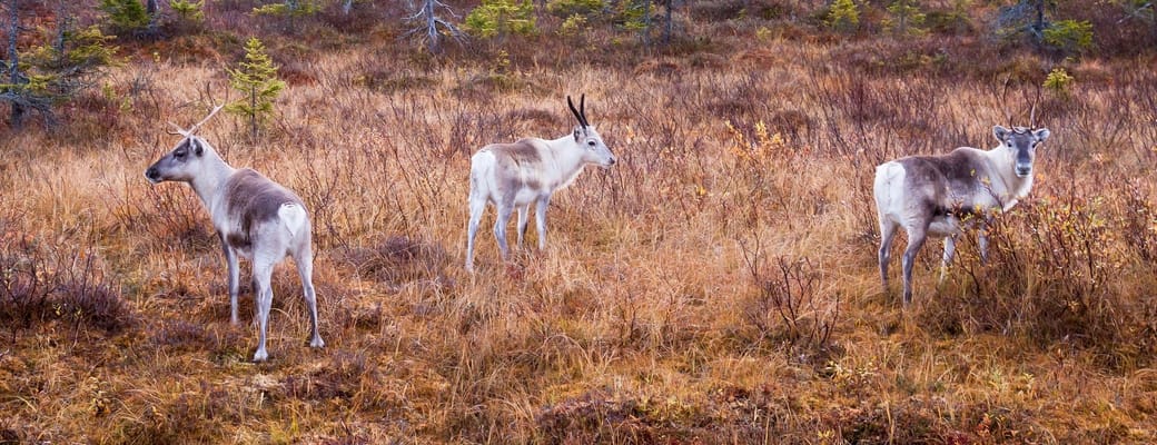finland Lapland wilderness hotels autumn reindeer1