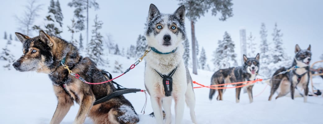 finland Lapland wilderness hotels husky scaled safari
