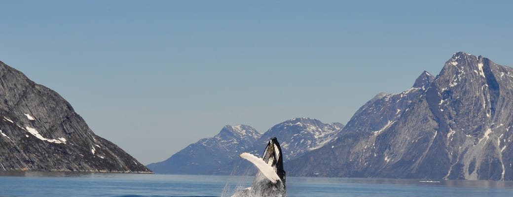 Gr&oslash;nland nuuk pukkelhval nuuk fjord foto klaus eugenius greenland