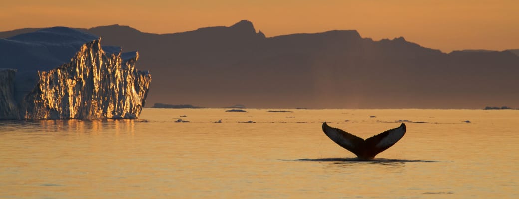 Gr&oslash;nland pukkelhval solnedgang foto julie skotte greenland