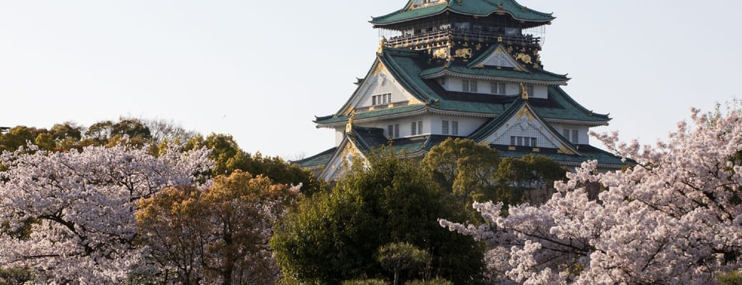 Osaka Castle omgivet af blomstrende kirseb&aelig;rtr&aelig;er under for&aring;rets sakura-s&aelig;son