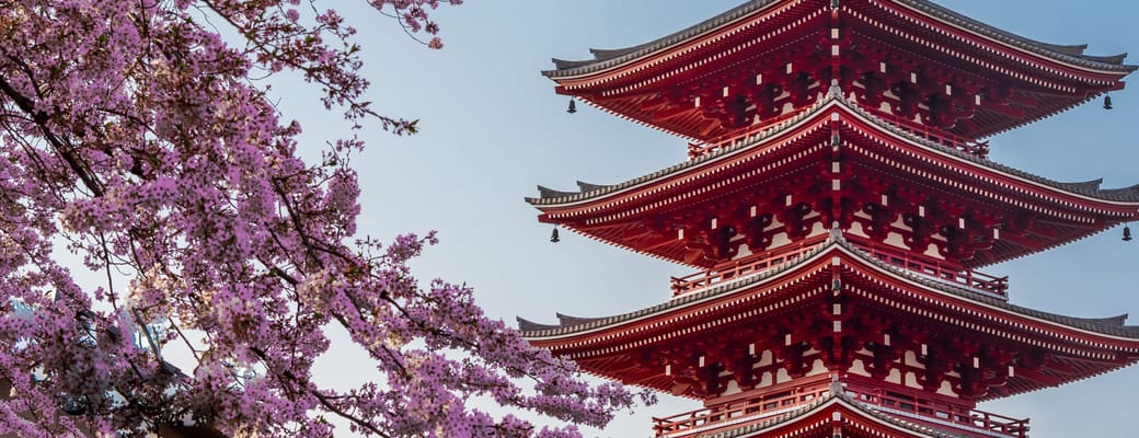 Senso-ji tempel i Tokyo med traditionel r&oslash;d pagode omgivet af lyser&oslash;de kirseb&aelig;rblomster under for&aring;ret