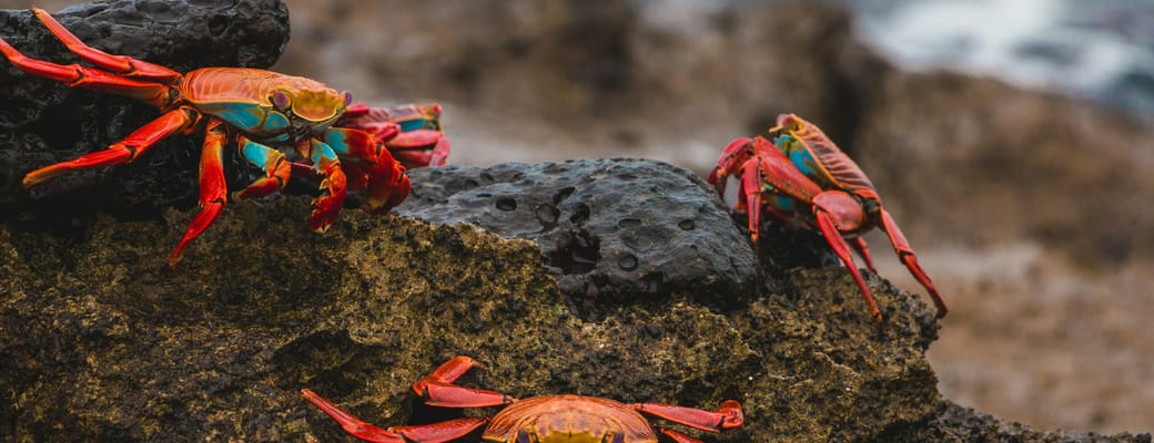 Sally Lightfoot krabber p&aring; Galapagos