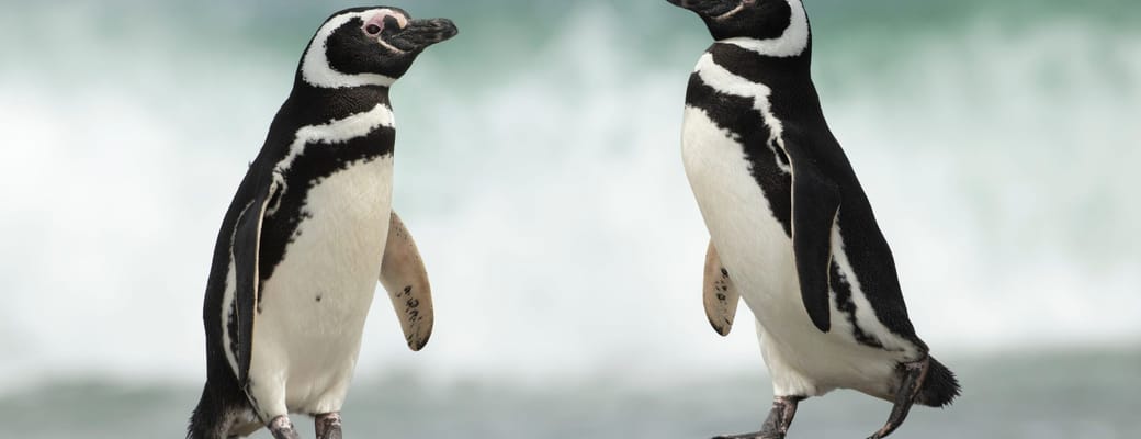 To Magellanpingviner står på sandstrand ved Falklandsøerne med havet i baggrunden
