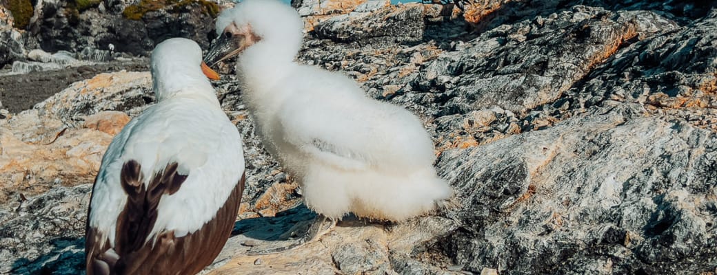 Nazcasule med sin unge p&aring; klipperne ved Galapagos