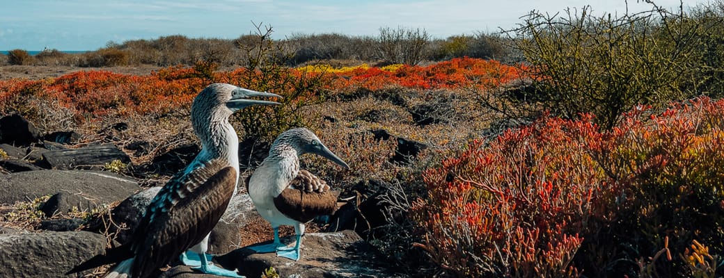 Bl&aring;fodede suler p&aring; Galapagos &ndash; ikoniske fugle oplevelser p&aring; Hurtigruten krydstogt
