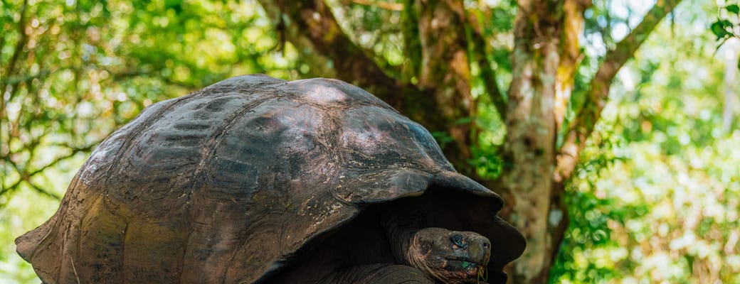 K&aelig;mpeskildpadde p&aring; Santa Cruz, Galapagos