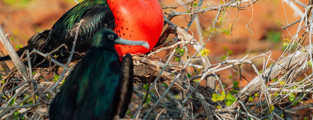 R&oslash;dbrystet fregatfugl p&aring; Galapagos