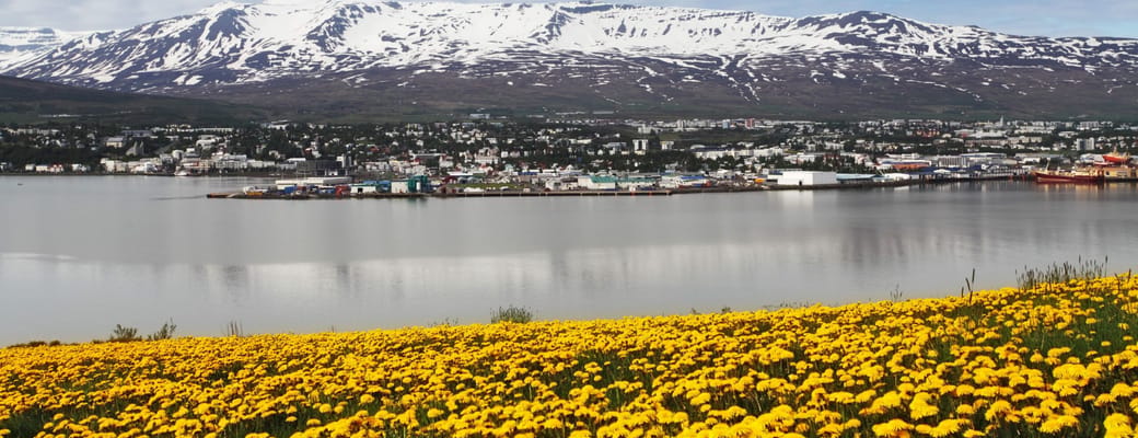 Akureyri med blomstrende gule mælkebøtter i forgrunden og majestætiske sne-dækkede bjerge i baggrunden