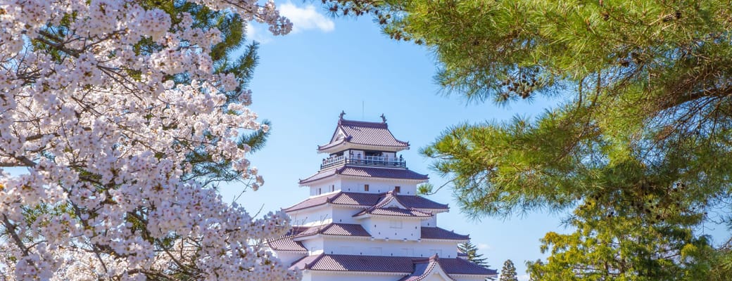 Tsuruga slot med hvide mure og traditionelt japansk tag omgivet af kirseb&aelig;rblomster og gr&oslash;nne tr&aelig;er