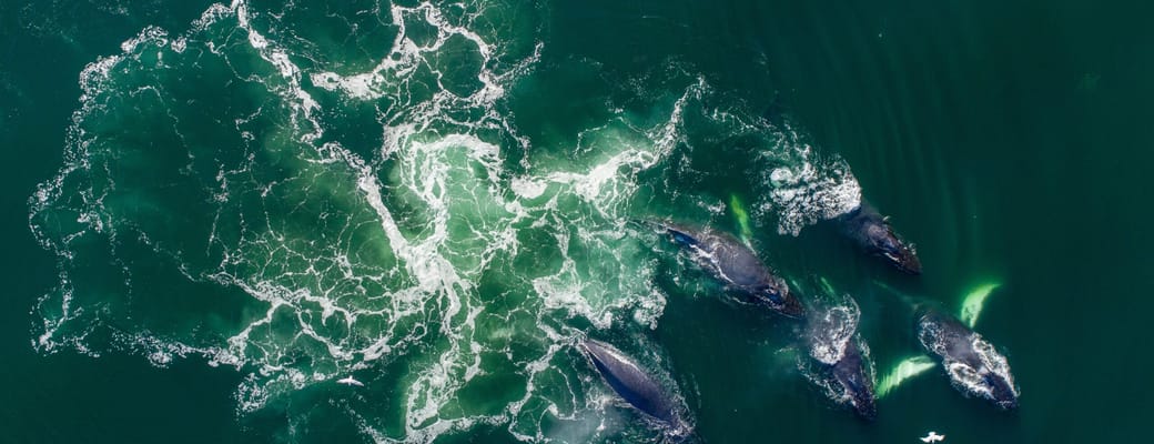 Luftfoto af pukkelhvaler, der jager med bubble-net feeding i gr&oslash;nbl&aring;t hav ud for Alaska
