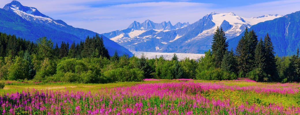 Farverig blomstereng ved Mendenhall-gletsjeren n&aelig;r Juneau omgivet af Alaskas bjerge