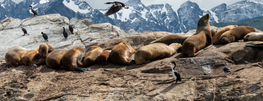 Fjordlandskab i Patagonien med stejle bjerge ned mod det rolige vand i Beagle-kanalen