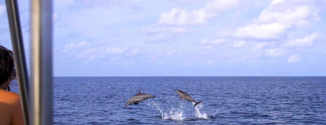 Rejser til Maldiverne, Six Senses Laamu, Springende delfiner