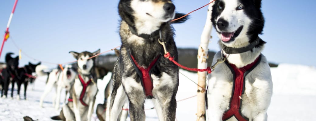 Sverige slaedehunde scaled ishotel