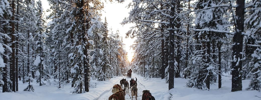 Sverige Lapland fjellborg arctic journeys forest1 ishotel hundeslædetur overnatning