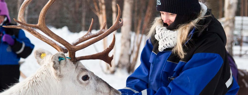 Finland, Finske Lapland Wilderness Hotel, Rensdyr, G&aelig;ster Fodre Rensdyr, Vinter, Sne 