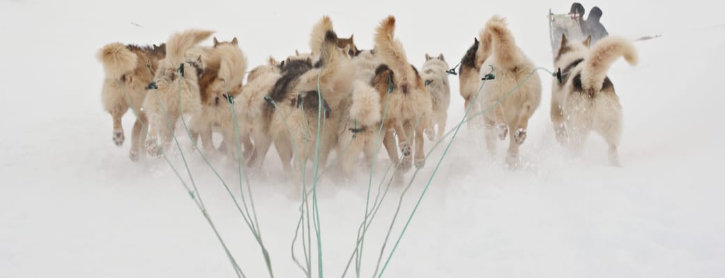 Gr&oslash;nland Ilulissat, Diskobugten, Sl&aelig;dehunde, Sl&aelig;detur, Sne, Natur. Kredit Thomas Eltorp, World of Greenland