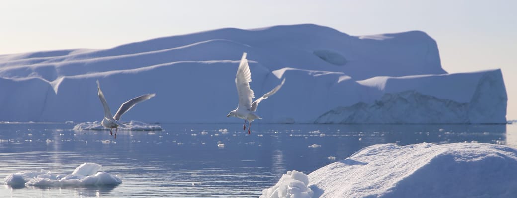 Gr&oslash;nland Ilulissat Udflugt Isfjorden, Isbjerge, Diskobugten, Natur