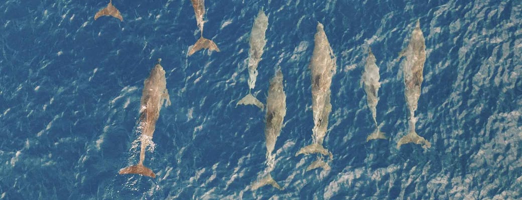 Maldiverne Soneva Fushi Delfiner
