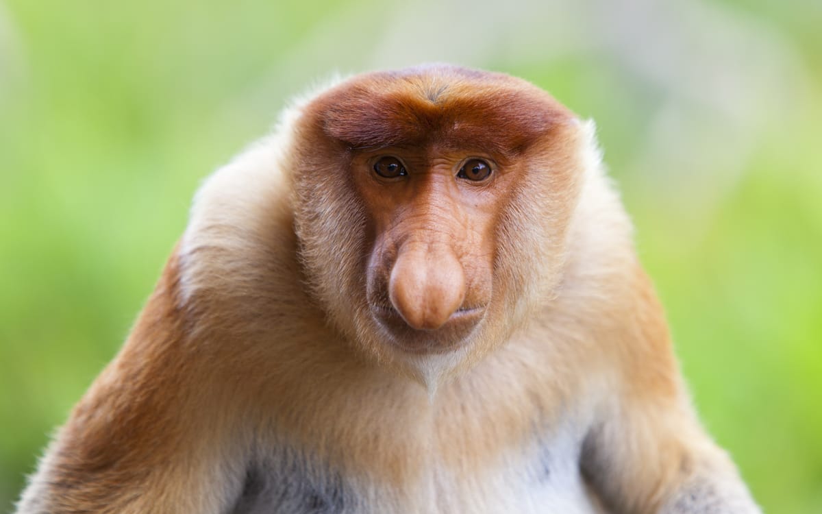 Borneo for eventyrere og livsnydere