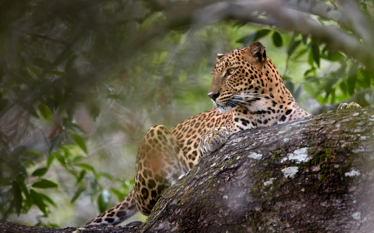Safari på Sri Lanka og Maldivernes øparadis