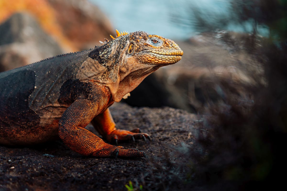 Galapagos-ekspedition – i Darwins fodspor