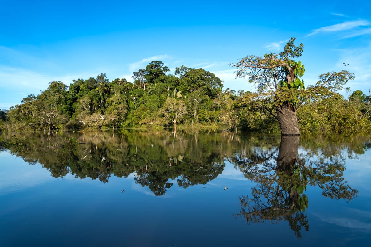 Smagen af Caribien og Amazonas