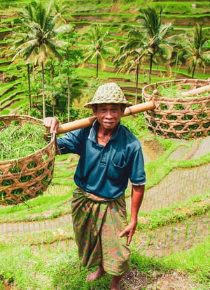 mand i rismarken på bali