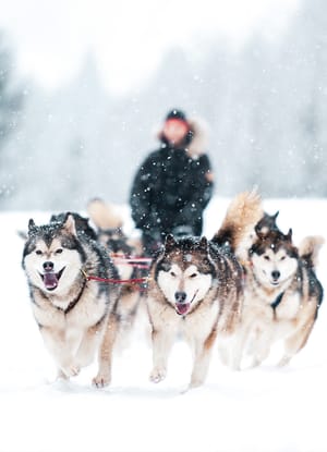 oestrig sibratsgfaell slaedehunde