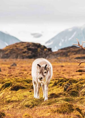 Svalbard, Rensdyr der gr&aelig;sser