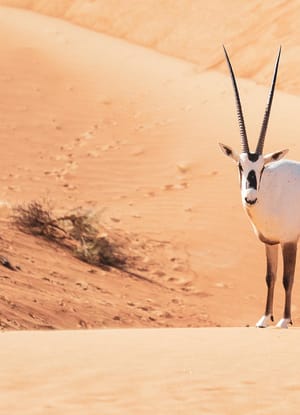 Dubai Oryk, &Oslash;rken Sand