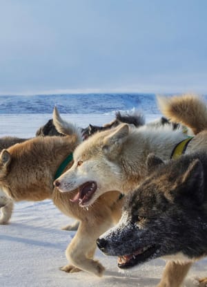 Gr&oslash;nland hundeslaede