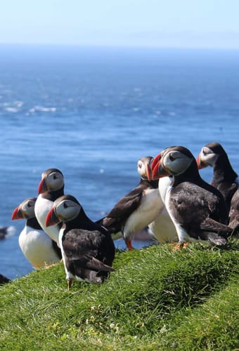 F&aelig;r&oslash;erne, Mykines, Udflugt, S&oslash;papeg&oslash;jer, Atlanterhavet