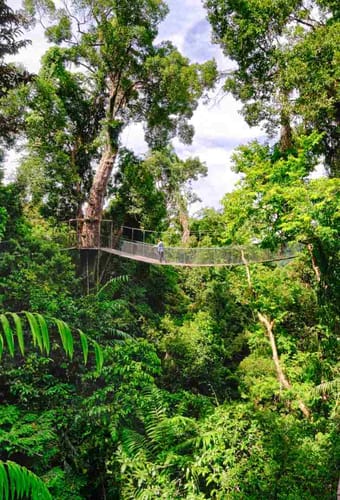 Malaysia, Borneo, Gaya Island Bungaraya Island Resort Canopywalk