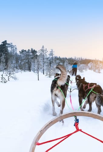 findland hundeslaede skoven scaled