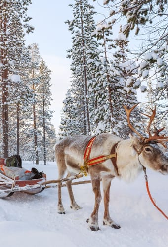 sneklk&aelig;dte tr&aelig;er og rensdyr sl&aelig;detur-lapland