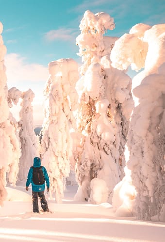 finland Lapland snelandskab med tildaekket traeer scaled