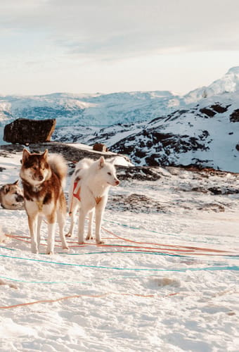 gr&oslash;nlandske sl&aelig;dehunde i sneen i gr&oslash;nland