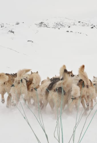 Gr&oslash;nland Ilulissat, Diskobugten, Sl&aelig;dehunde, Sl&aelig;detur, Sne, Natur