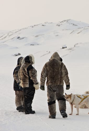 Gr&oslash;nland Ilulissat, Diskobugten, Sl&aelig;dehunde, Sl&aelig;detur, Sne, Natur
