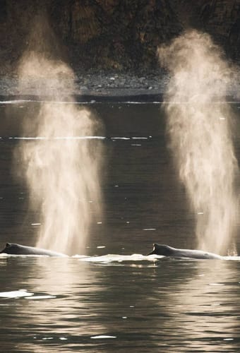 Gr&oslash;nland, Ilulissat, Diskobugten, Hvaler, Hvalsafari, Udflugt, Natur