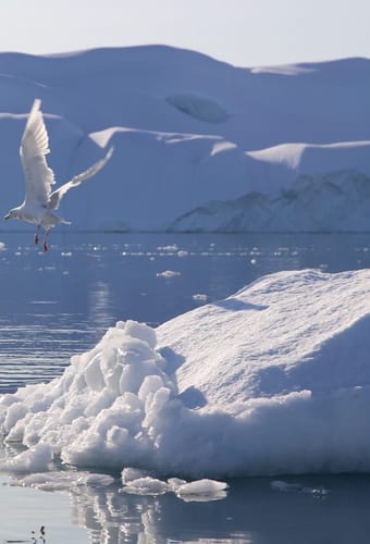 Gr&oslash;nland Ilulissat Udflugt Isfjorden, Isbjerge, Diskobugten, Natur