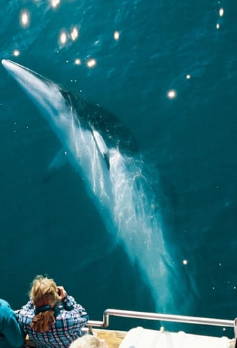 Island Nordisland Húsavík hvalsafari3 udflugt
