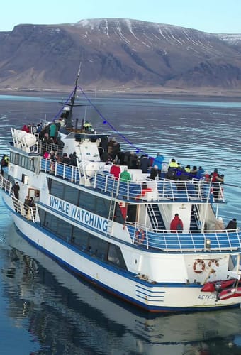 Island Reykjavik udflugt hvalsafari